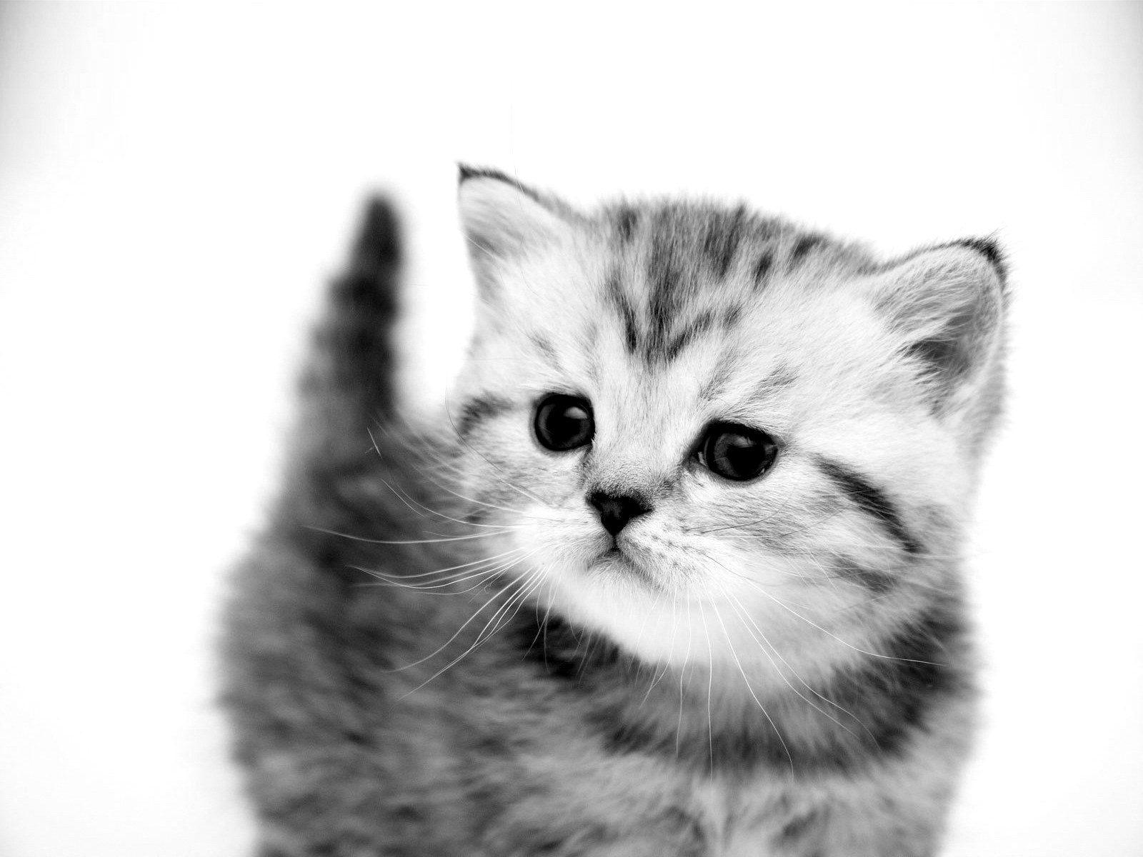 Funny Cat And Kitten Black White Photos