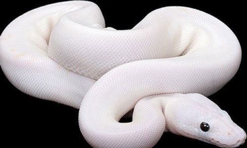 Hq HD 3d White Snake Wallpaper