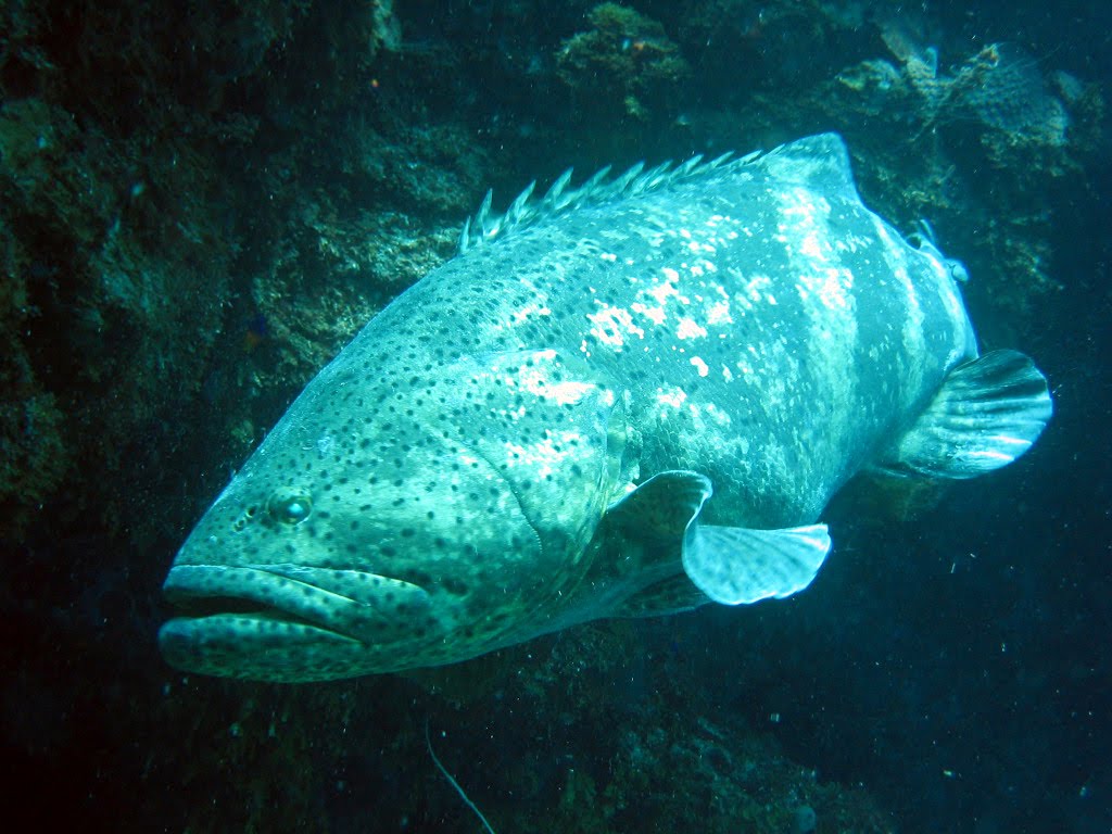 Deep Sea Fish Animals Wallpaper
