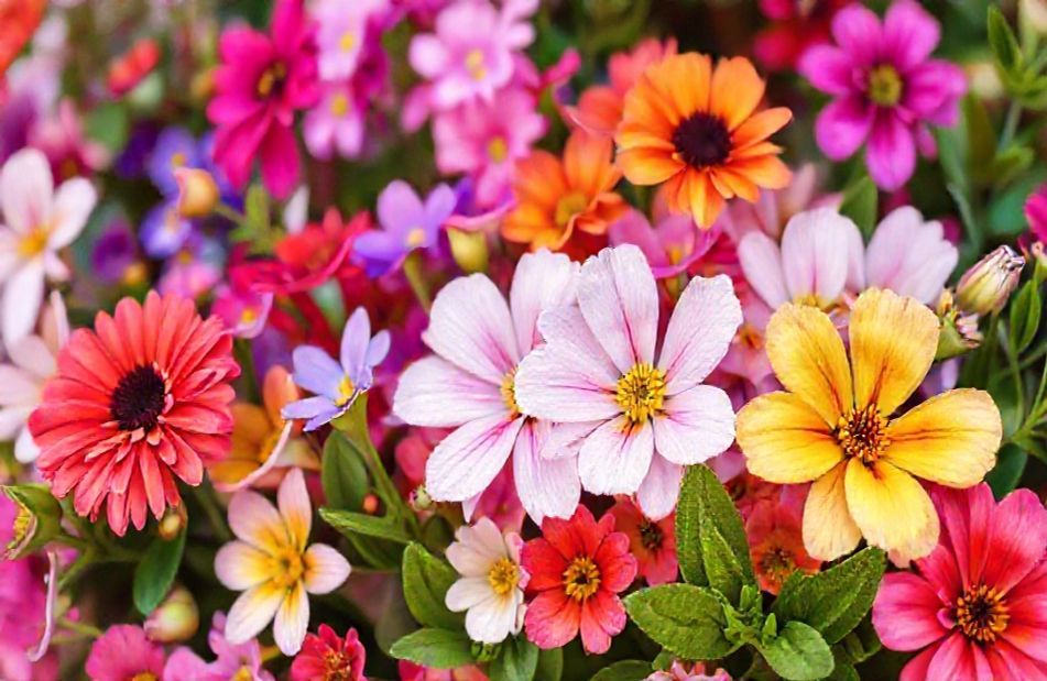 Full Screen Flower Wallpaper
