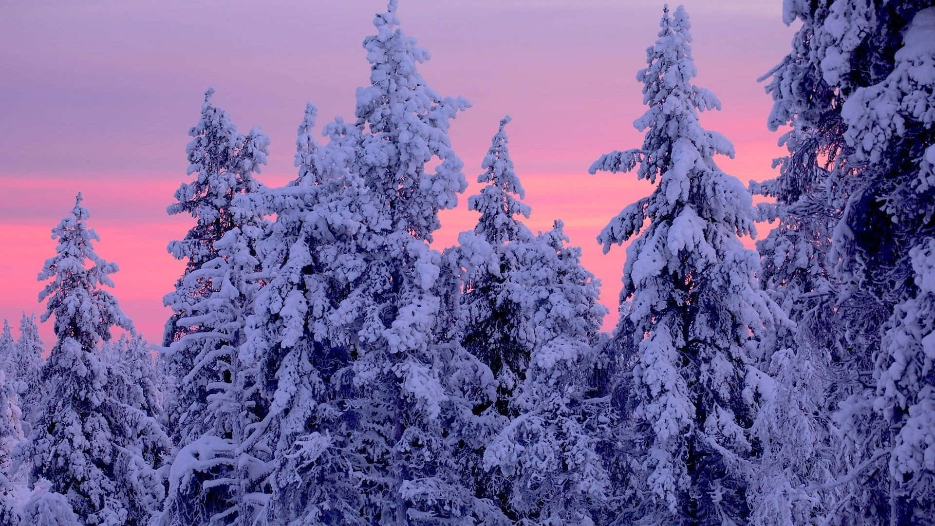 Winter Forest Wallpaper