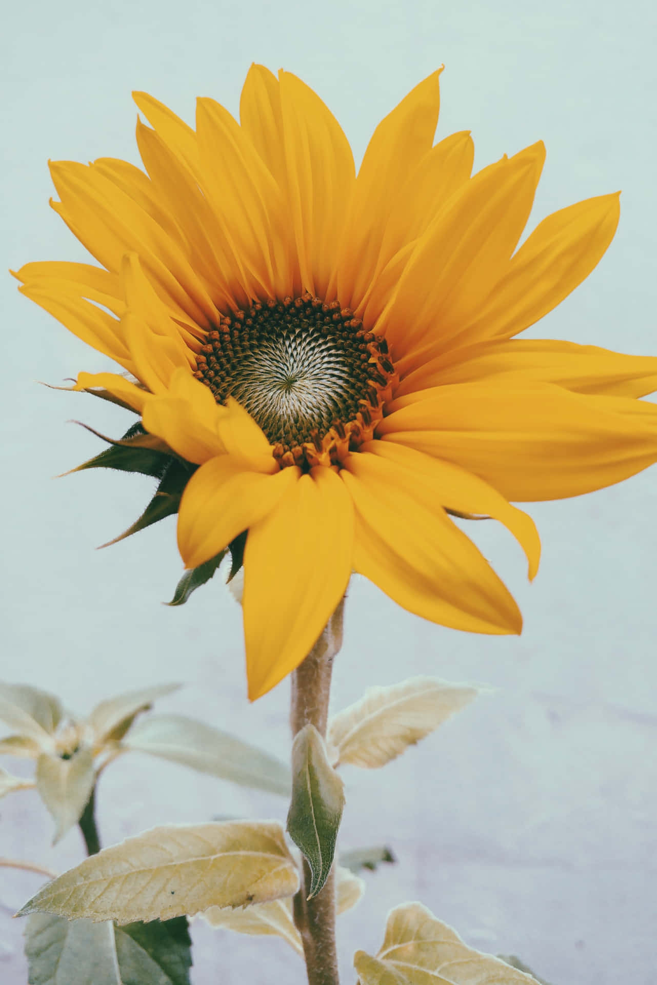 Yellow Sunflower Aesthetic Wallpaper