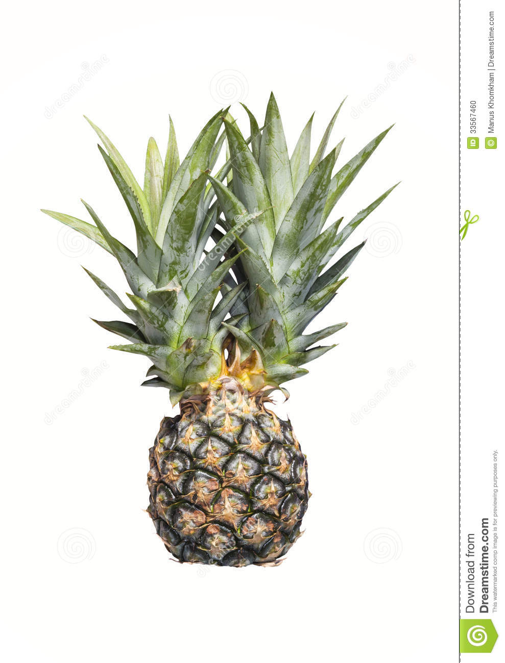 Pineapple Slices Clipart Black And White Isolated On