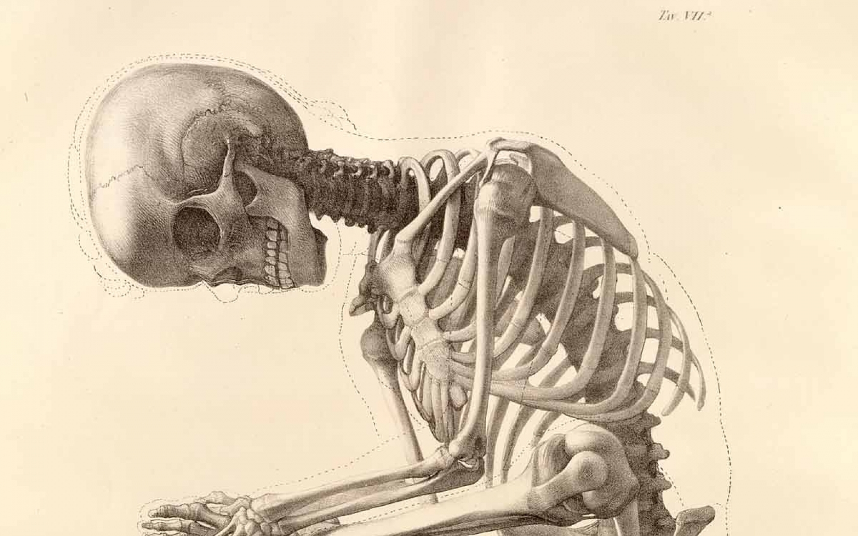Skeleton Human Body Art Anatomy Bones