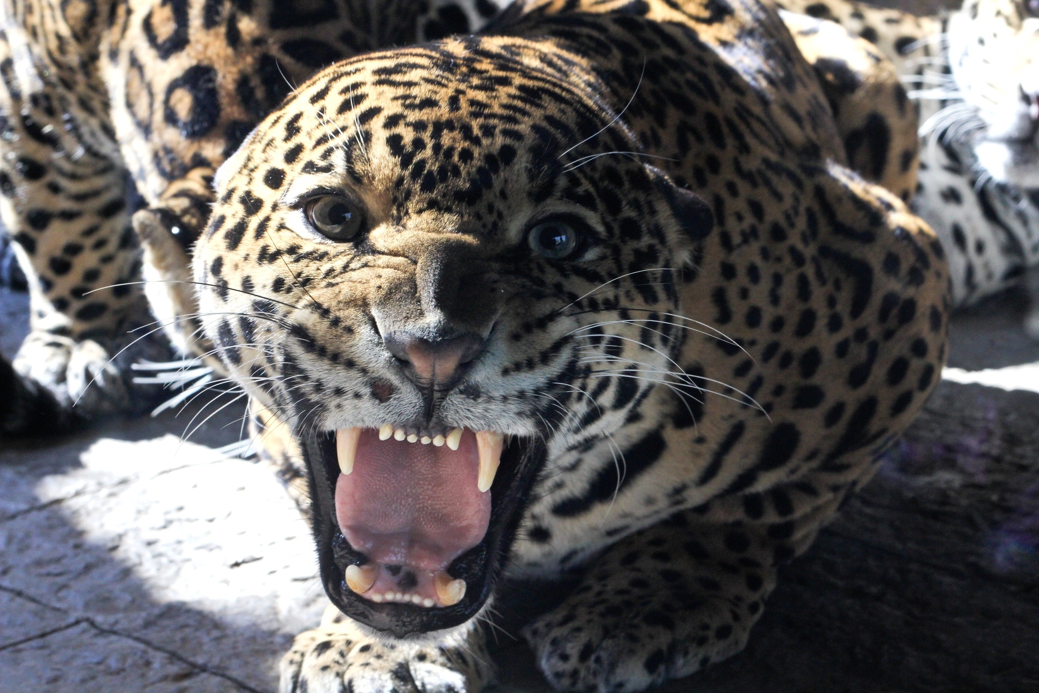 HD Photo Of Jaguar Predator Mouth Imagebank Biz