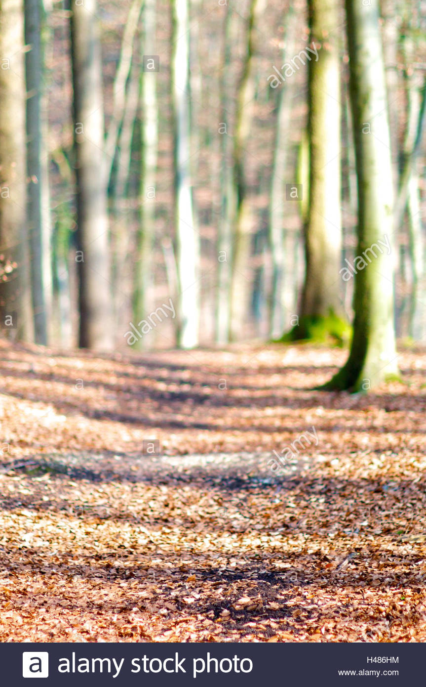 Forest Path Trees Background Blur Stock Photo