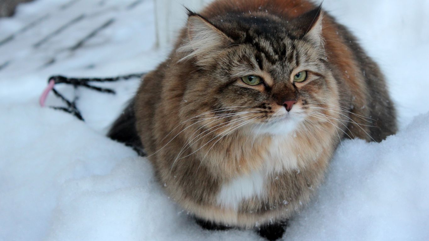 Grumpy cat in the snow wallpaper 32889