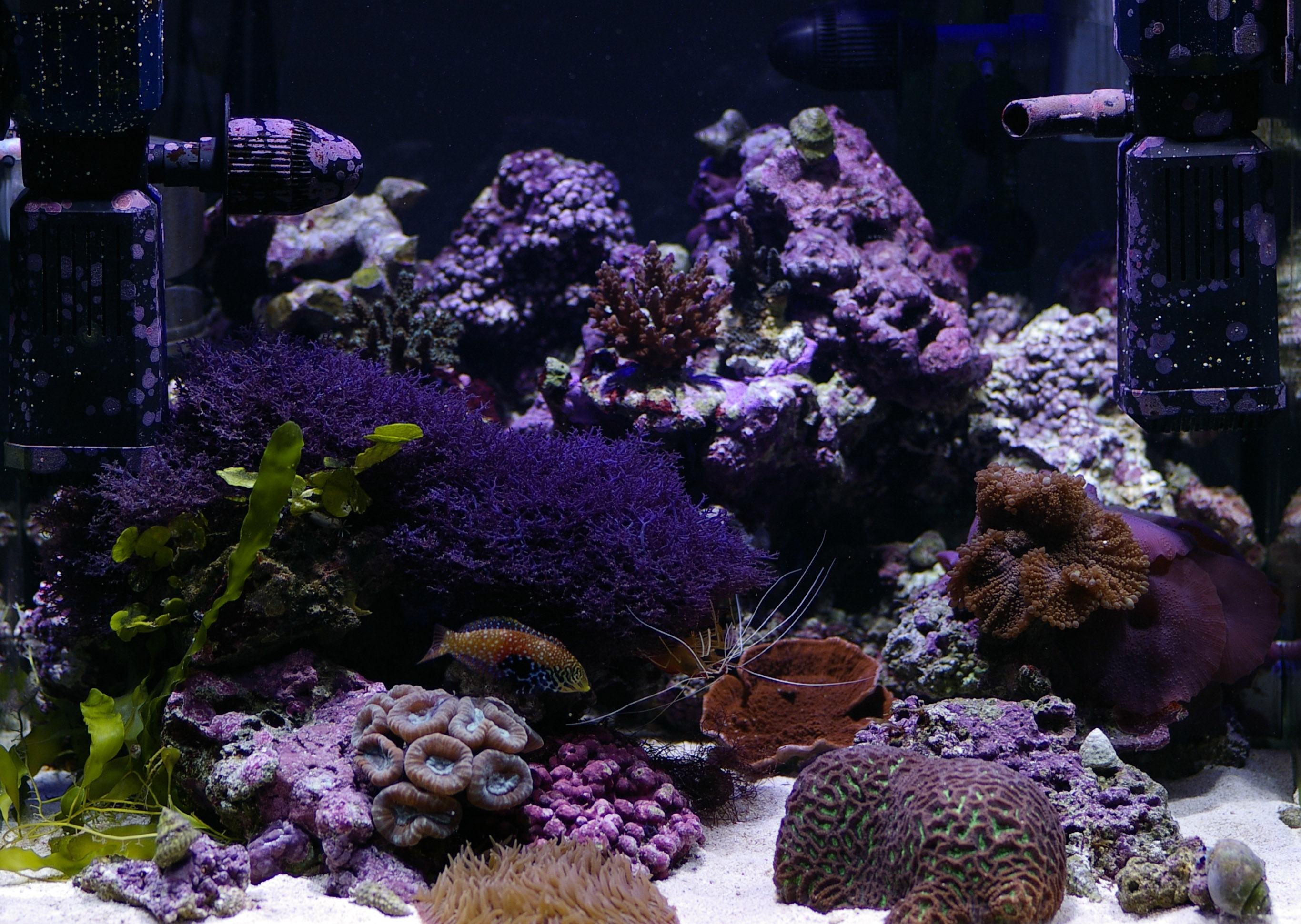 Saltwater Aquarium Fishtank Aquatic Underwater Wallpaper Background