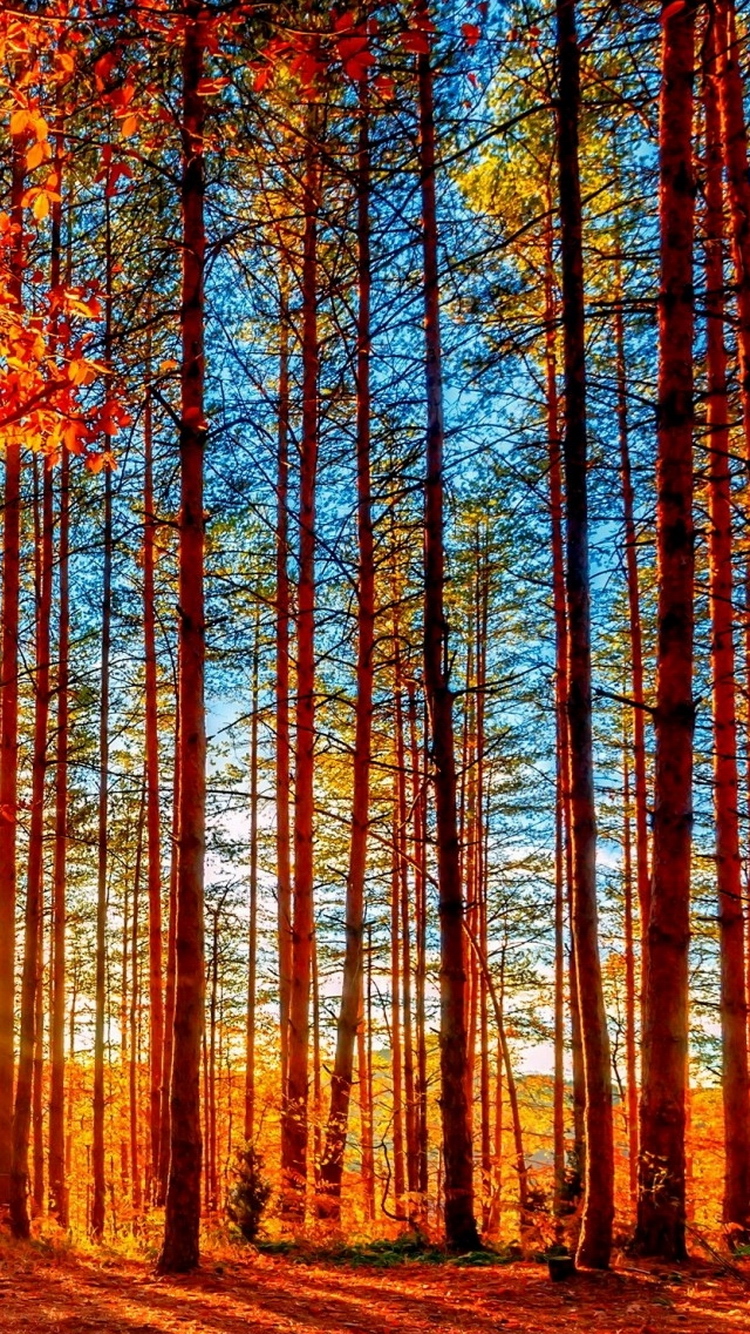 Autumn Forest Painting iPhone Wallpaper
