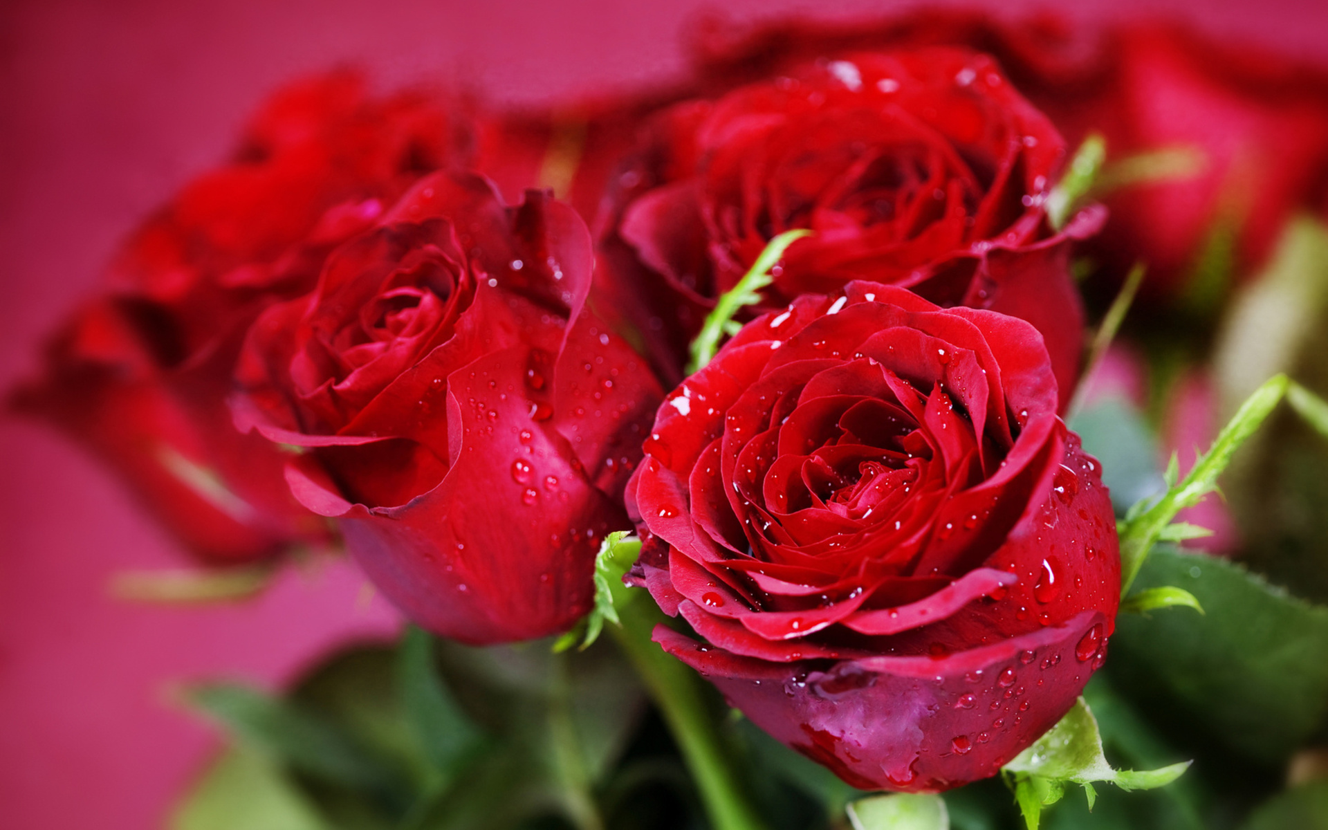 Nature Rose HD Wallpaper
