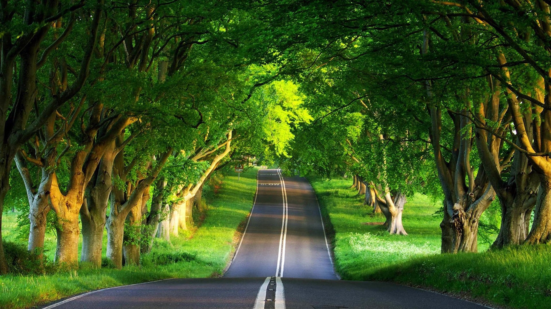 A scenic road winds through a tunnel of lush green trees, creating a picturesque wallpaper for computer desktops