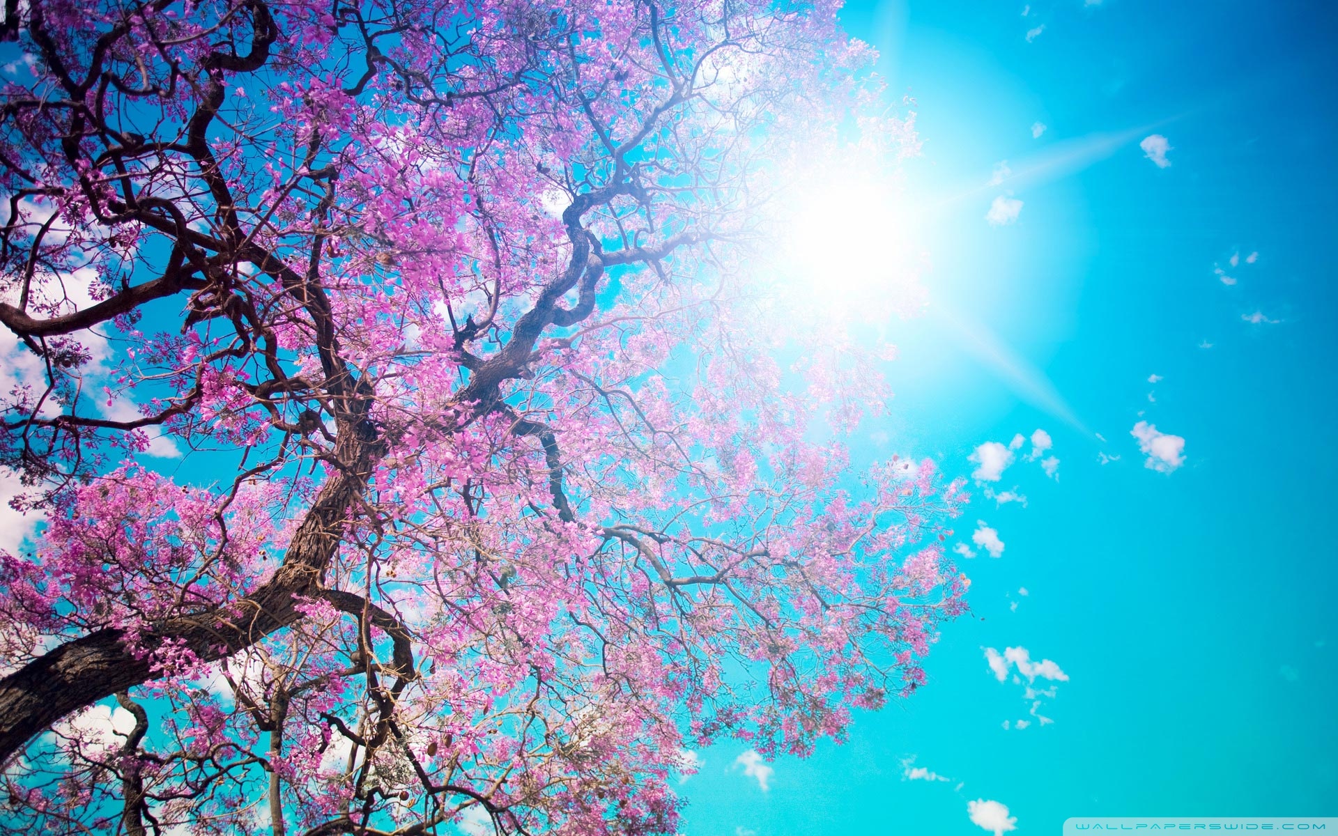 Sunshine Wallpaper Top Background