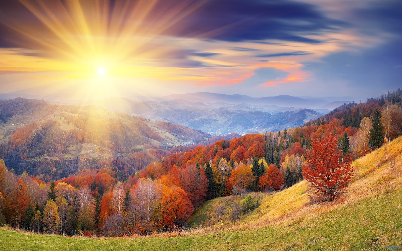Autumn Forest Sunrise Wallpaper