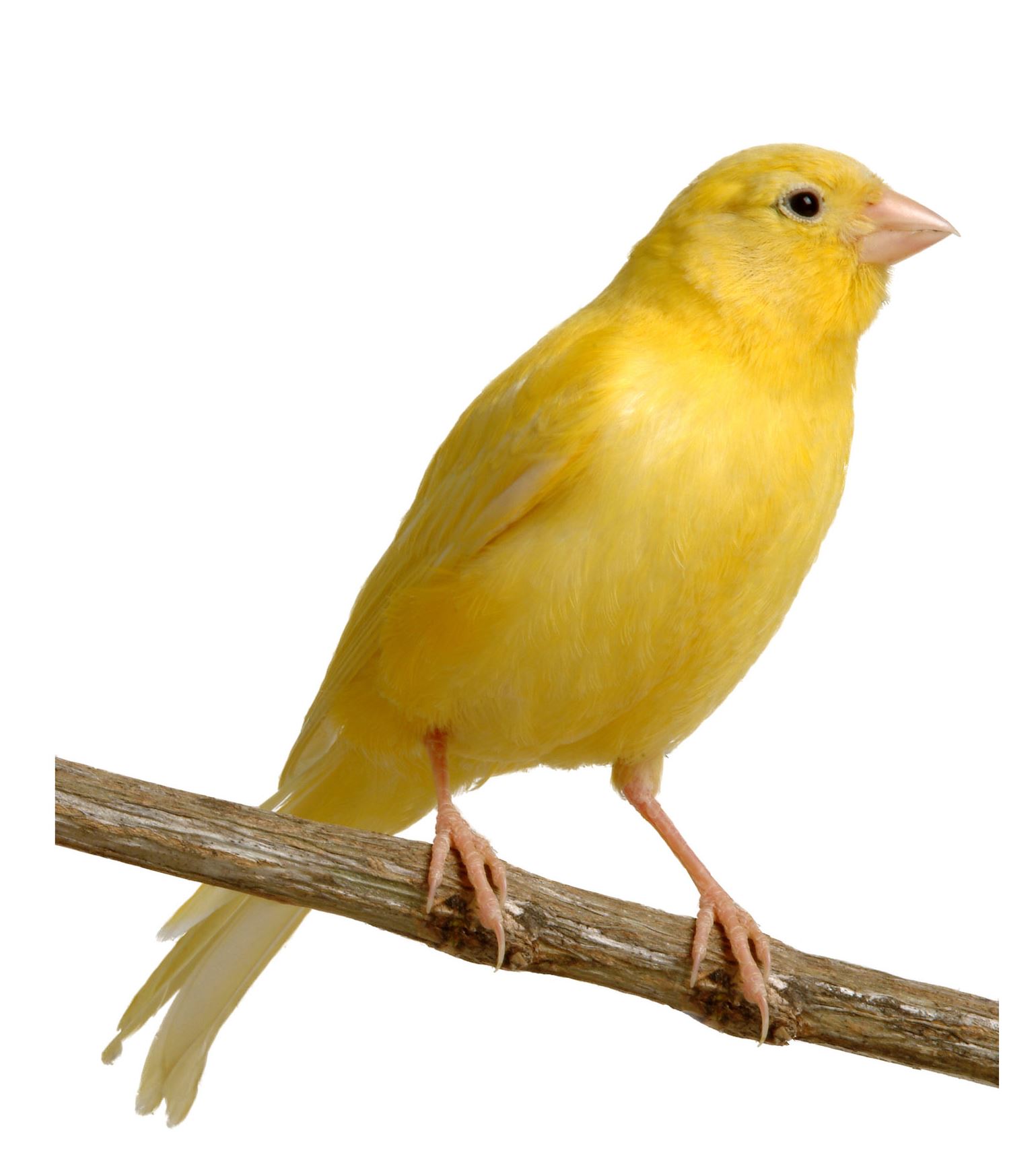 Canary Wallpaper Animal Hq Pictures 4k