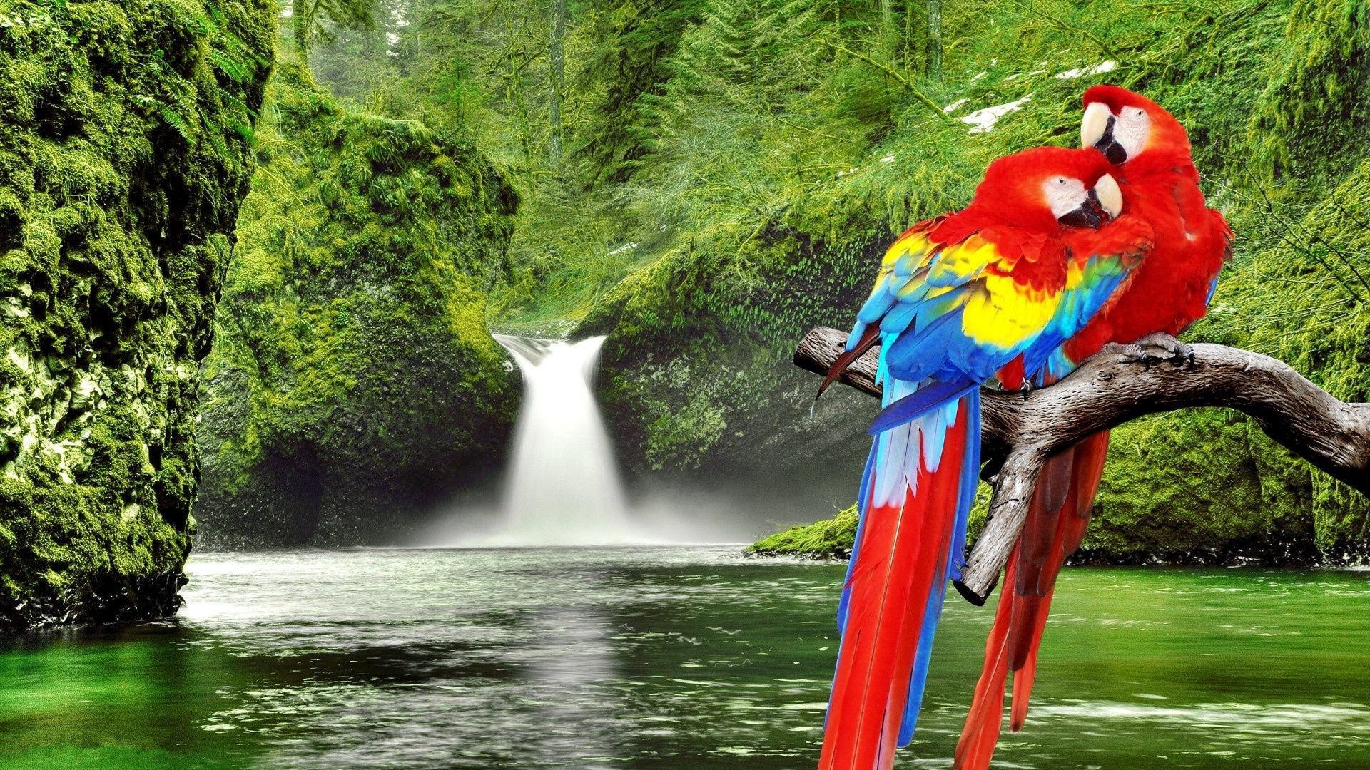 Parrots In Paradise Wallpaper