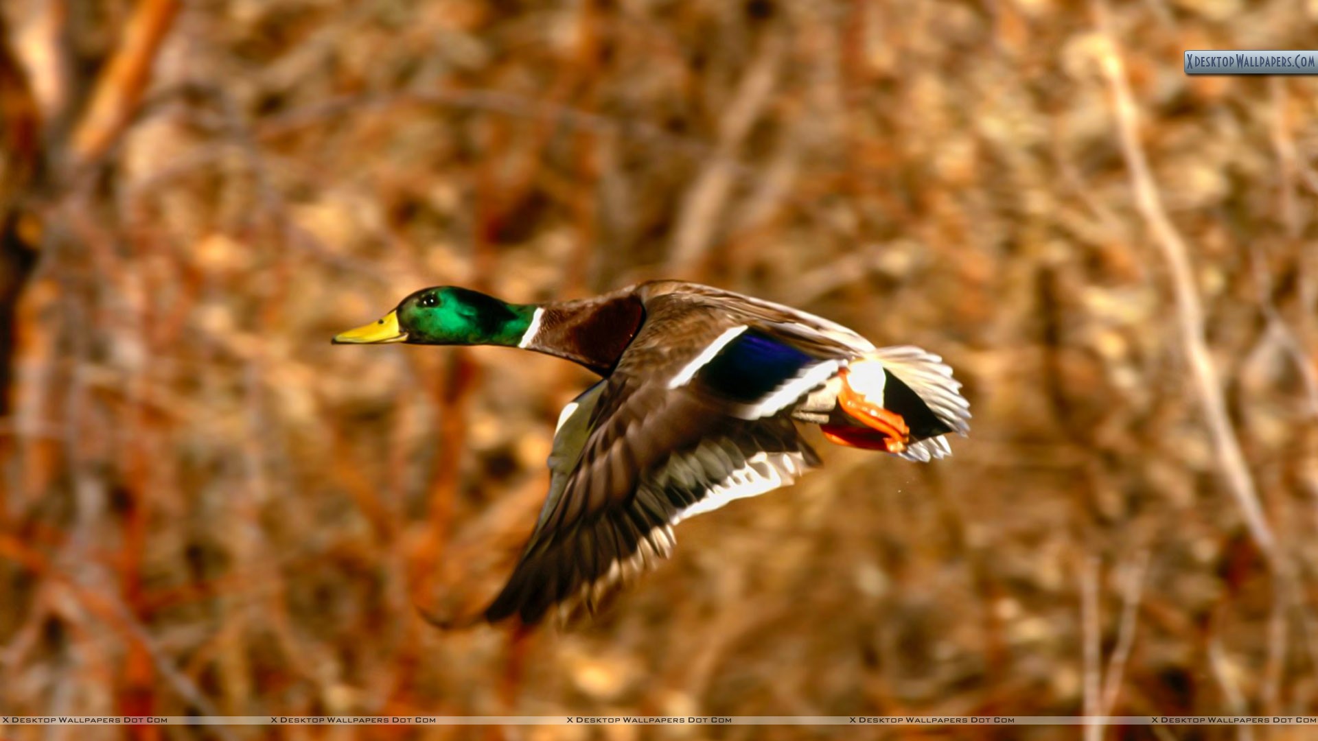 Mallard Duck Drake In Flight Wallpaper