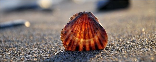 Seashells Wallpaper Collection Series Two