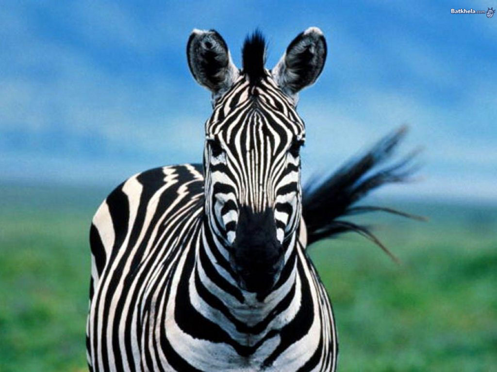 Zebra The Animal Kingdom Wallpaper