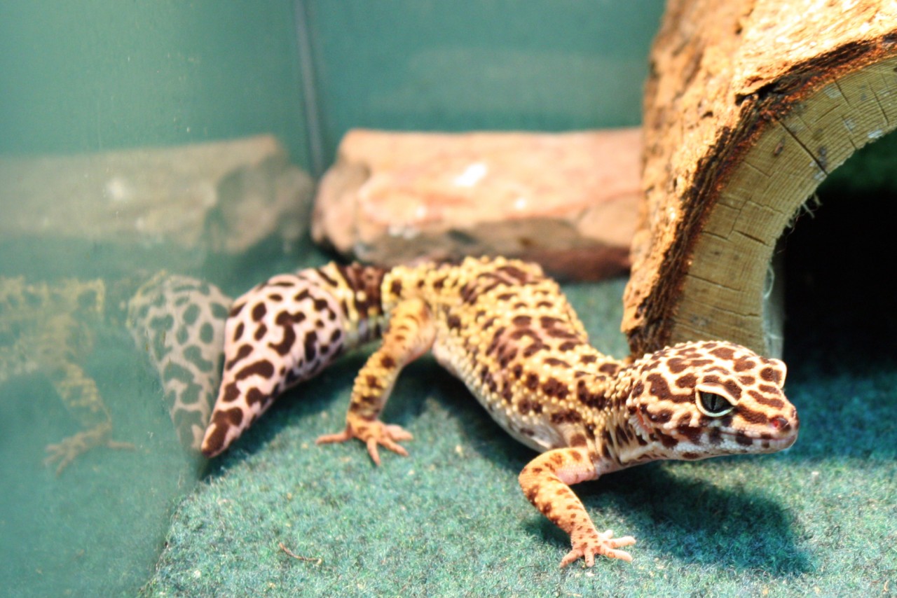 Pet Leopard Geckos HD Wallpaper Background Image