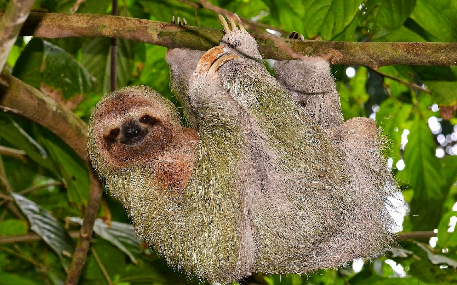 cute sloth wallpapers