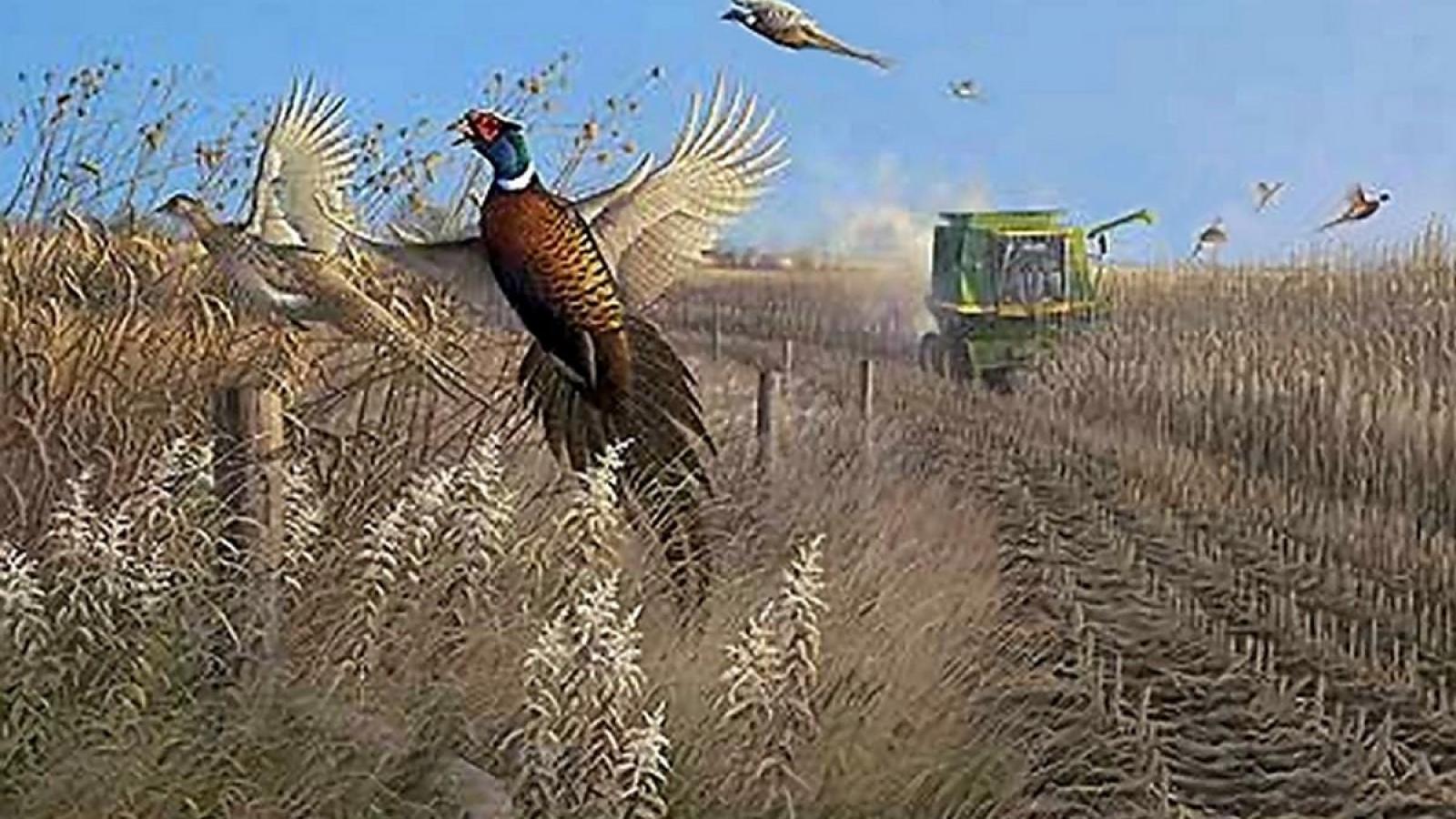 Pheasant Hunting Wallpaper