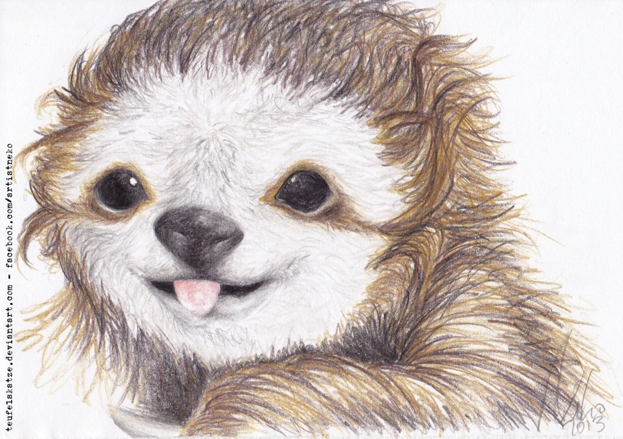 cute sloth wallpaper baby sloth wallpaper