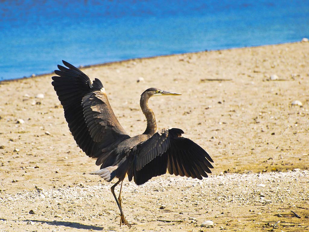 [48+] Great Blue Heron Wallpaper on WallpaperSafari