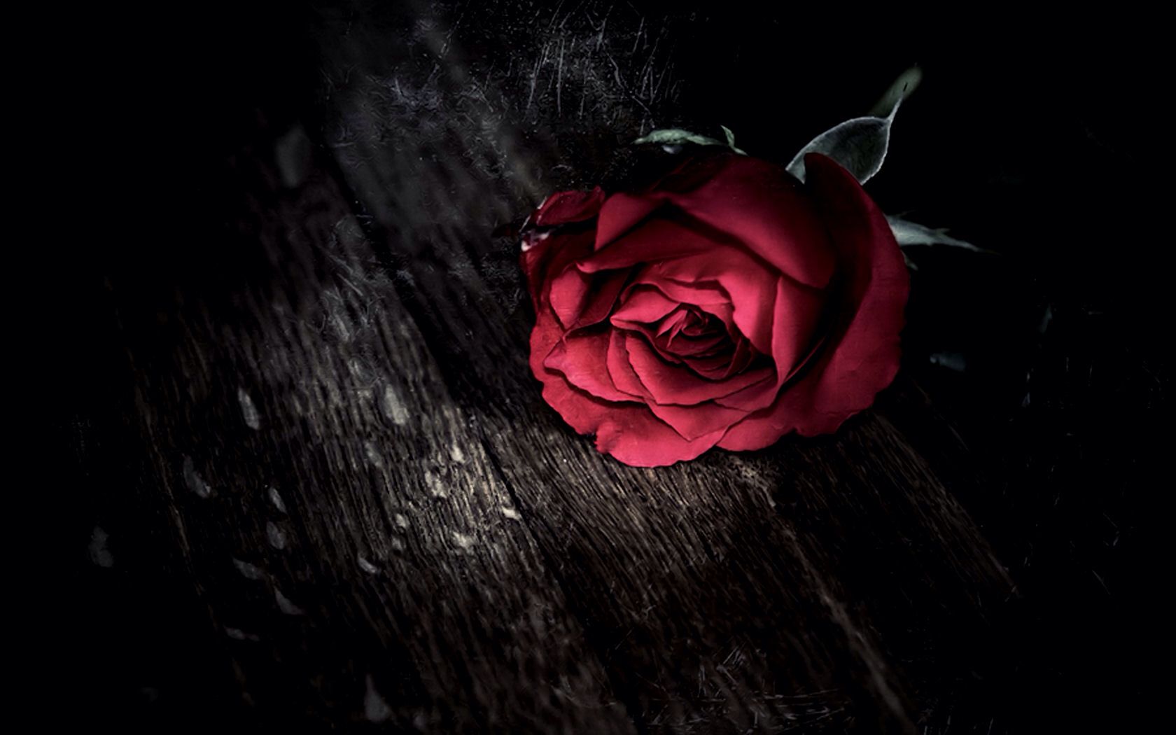 Unwanted Rose Flower Wallpaper Red Roses