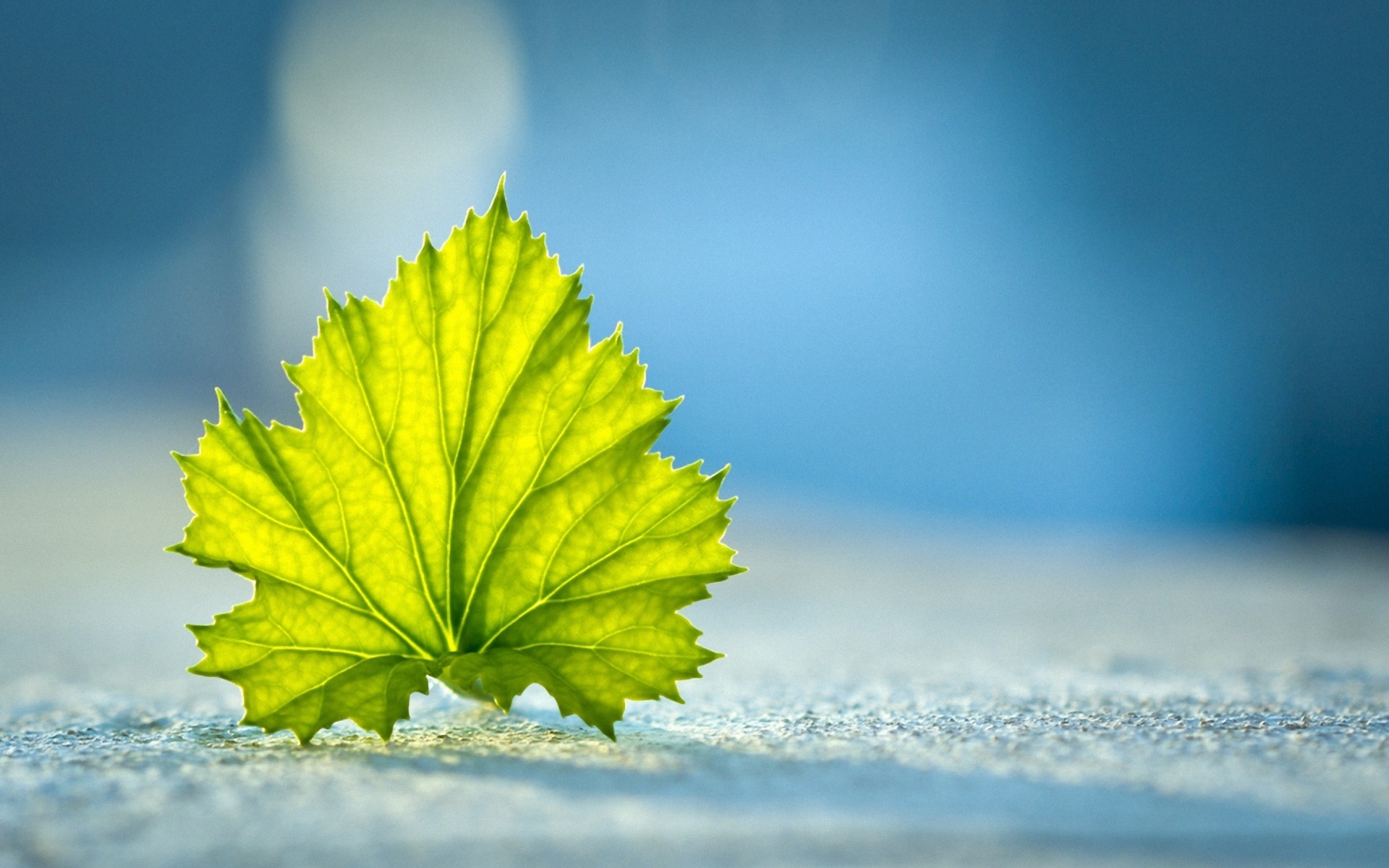Leaf Nature Leaves Wallpaper HD