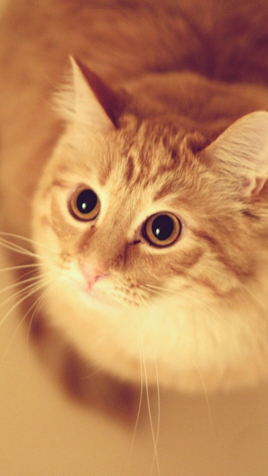 Cute Animals Iphone Wallpaper You Would Love To