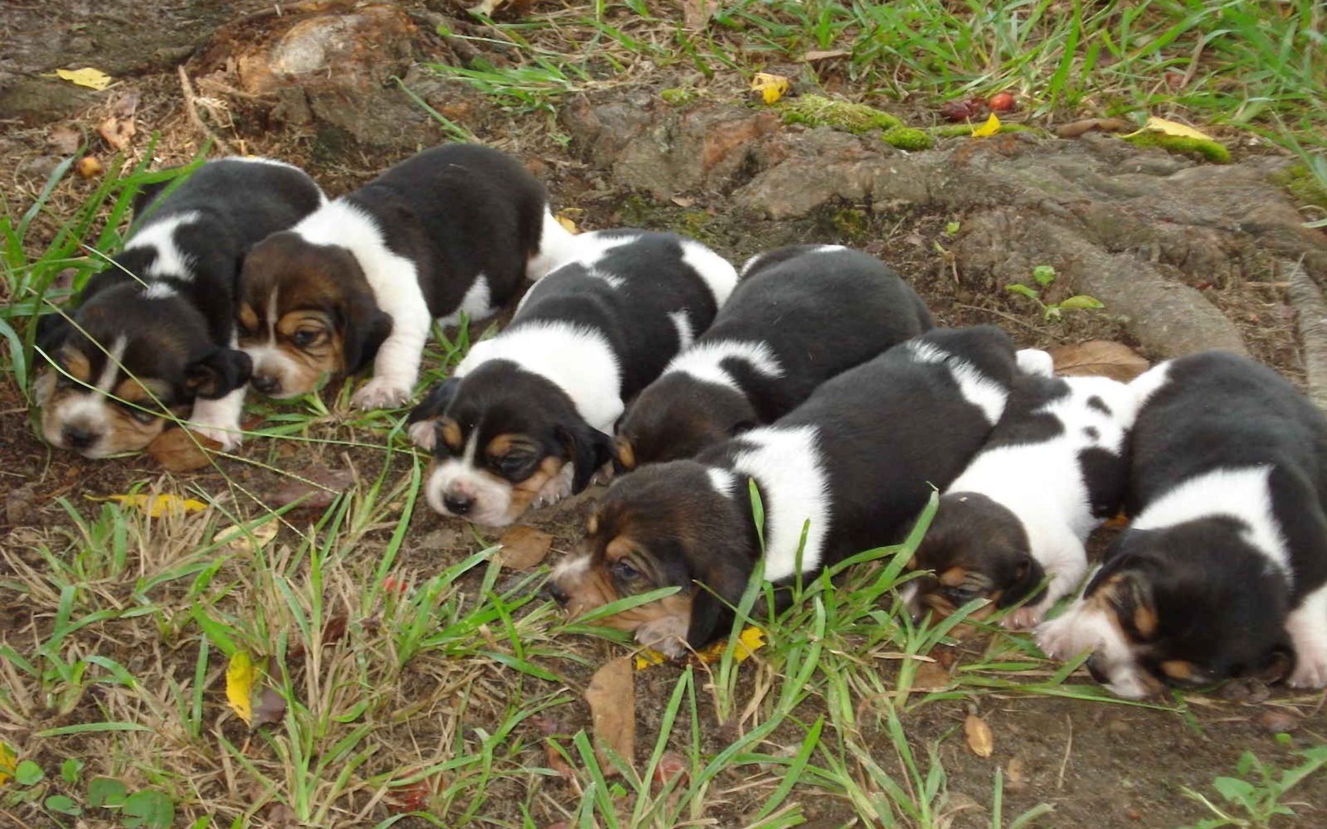 Beagle Puppies Wallpaper Stock Photos