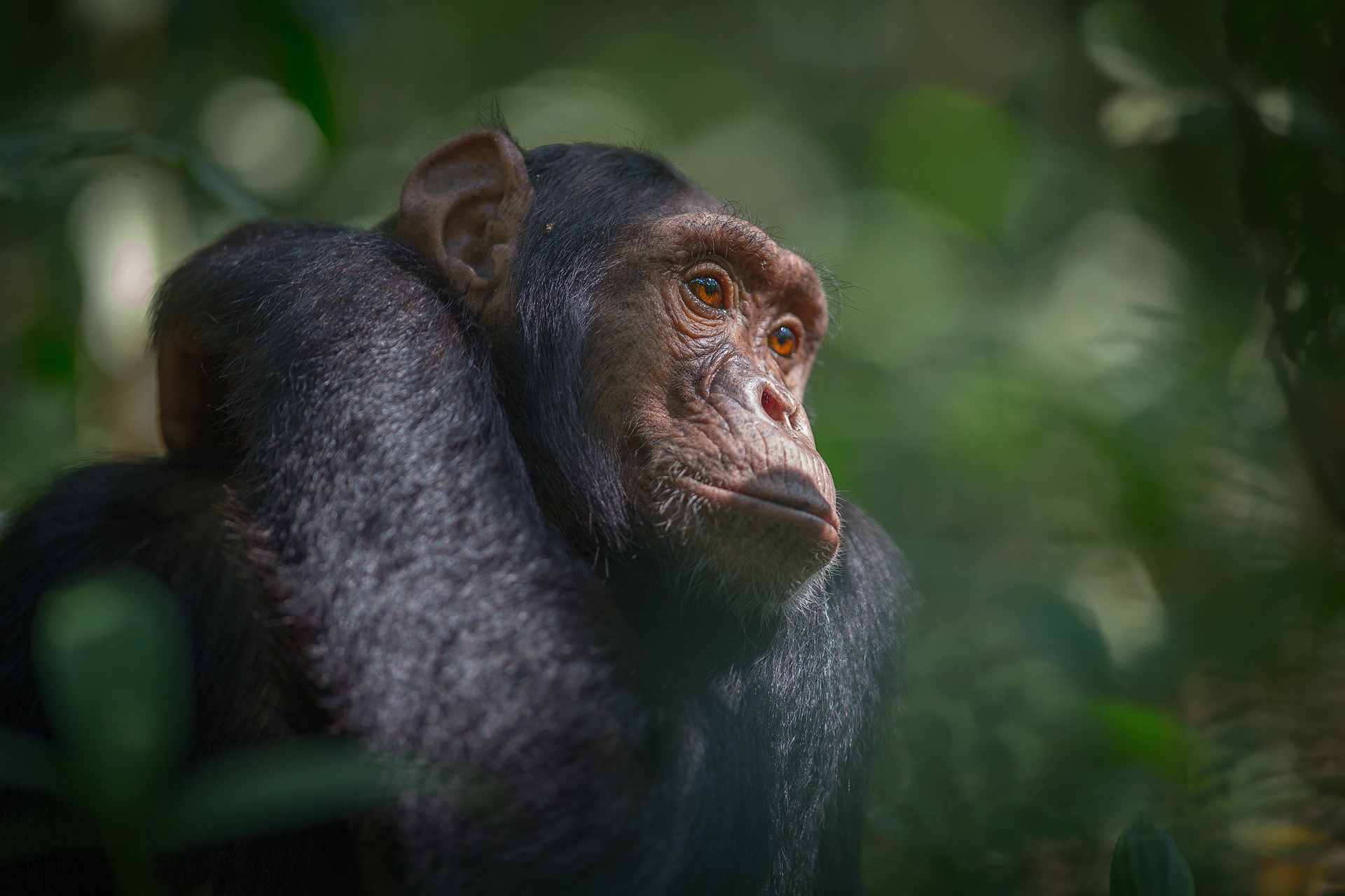 Pics Photos Chimpanzee Wallpaper