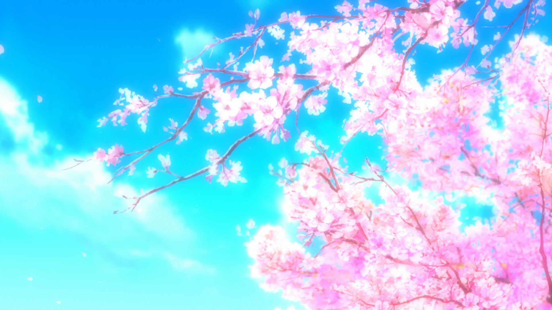 Anime Sakura Tree Cherry Blossom Wallpaper
