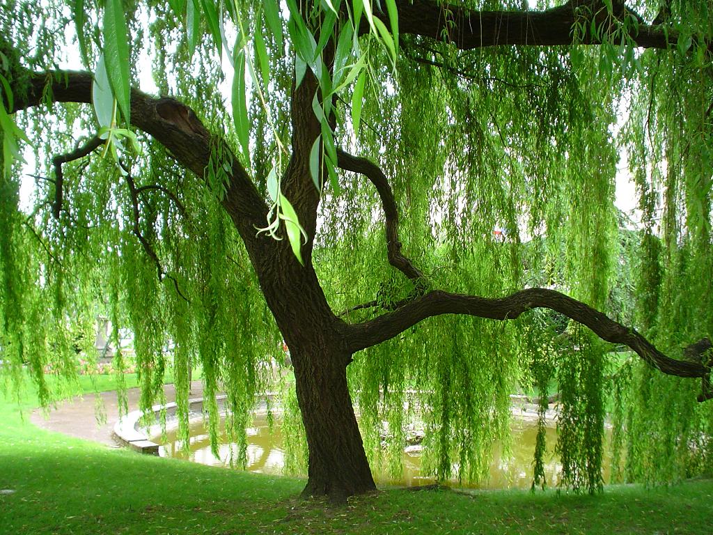 Weeping Willow By Amy2121