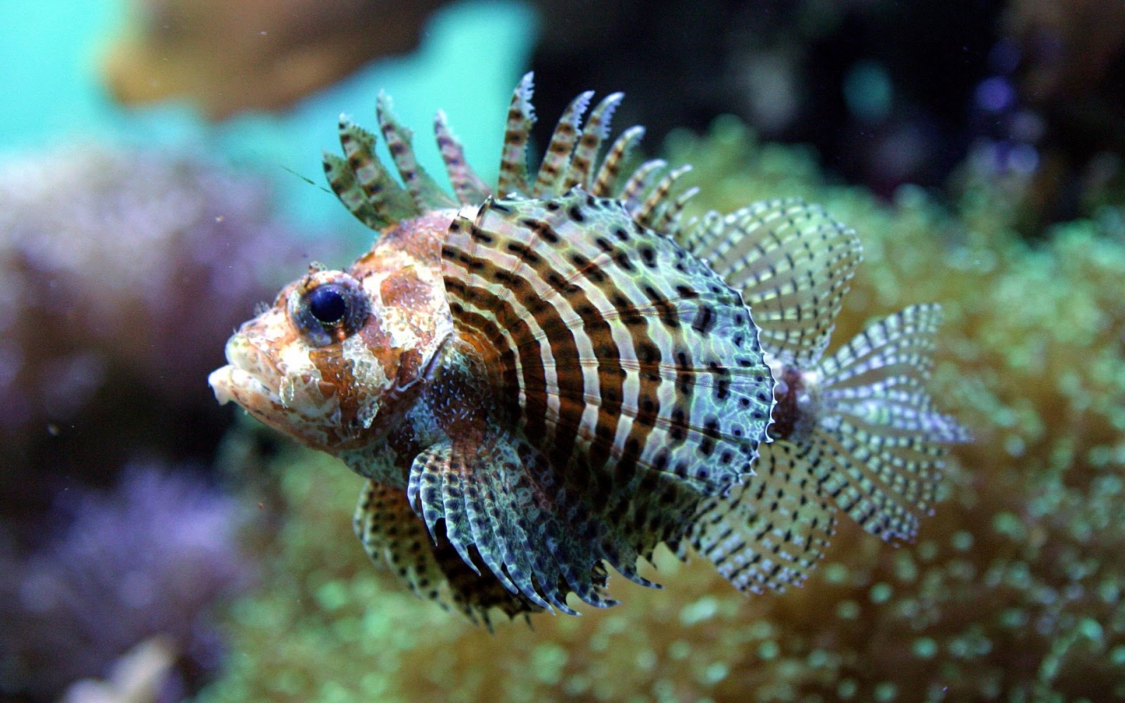 Beautiful Wallpaper Fish