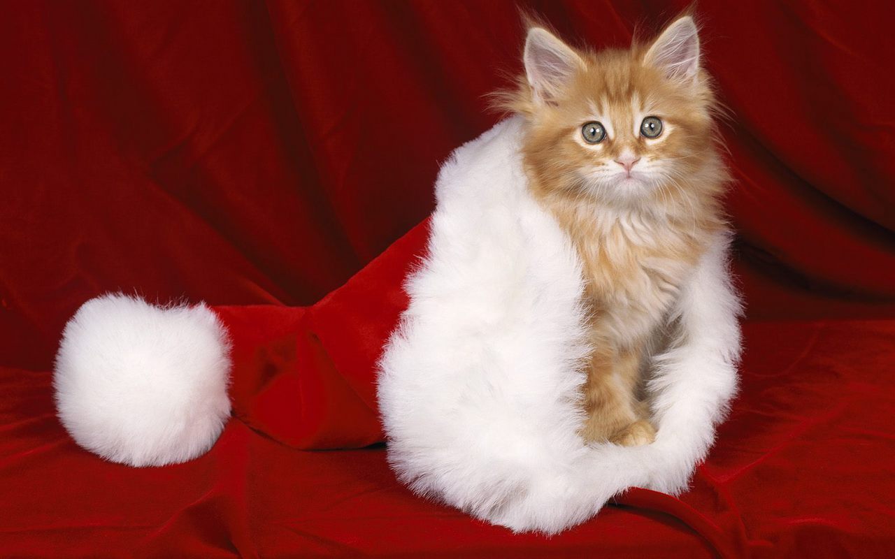 Christmas Kitty Wallpaper