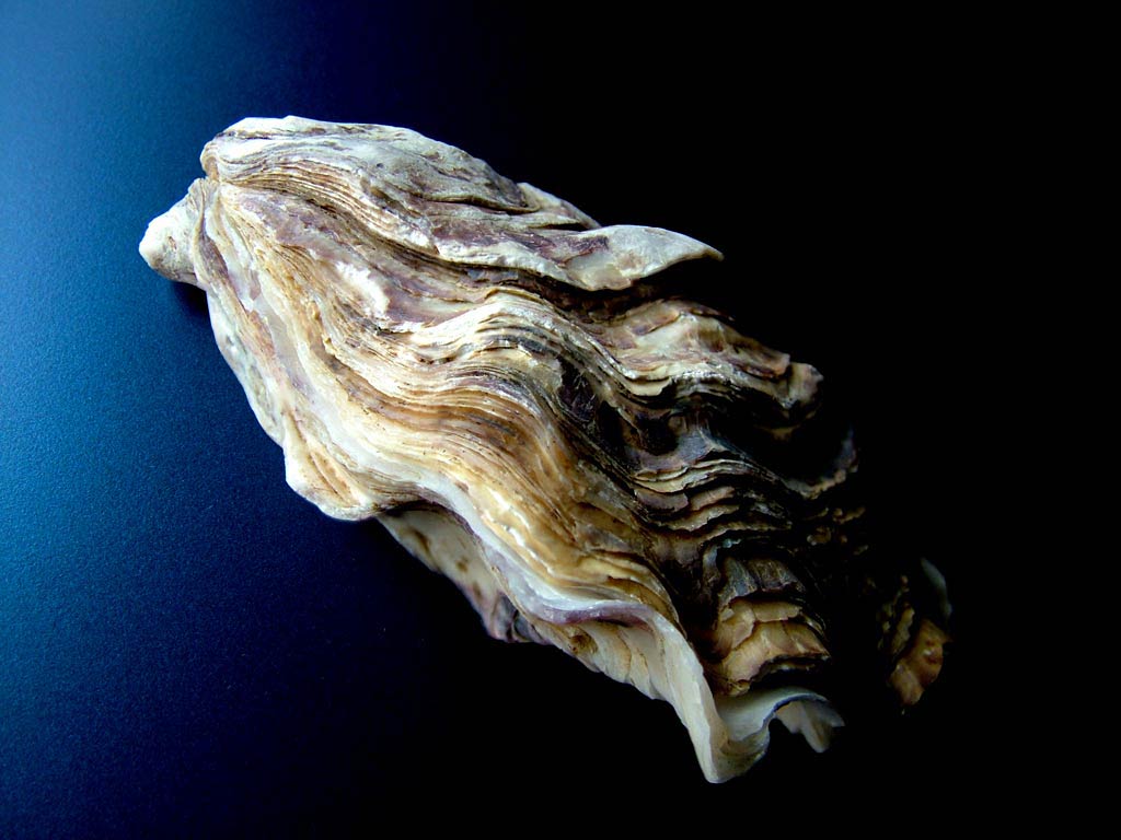 Oyster Wallpaper In The Water
