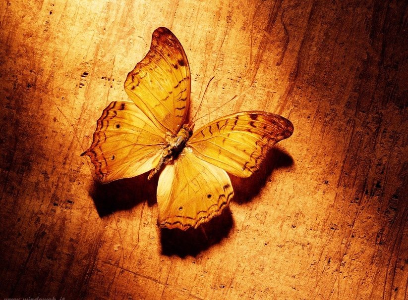 Papillons Wallpaper