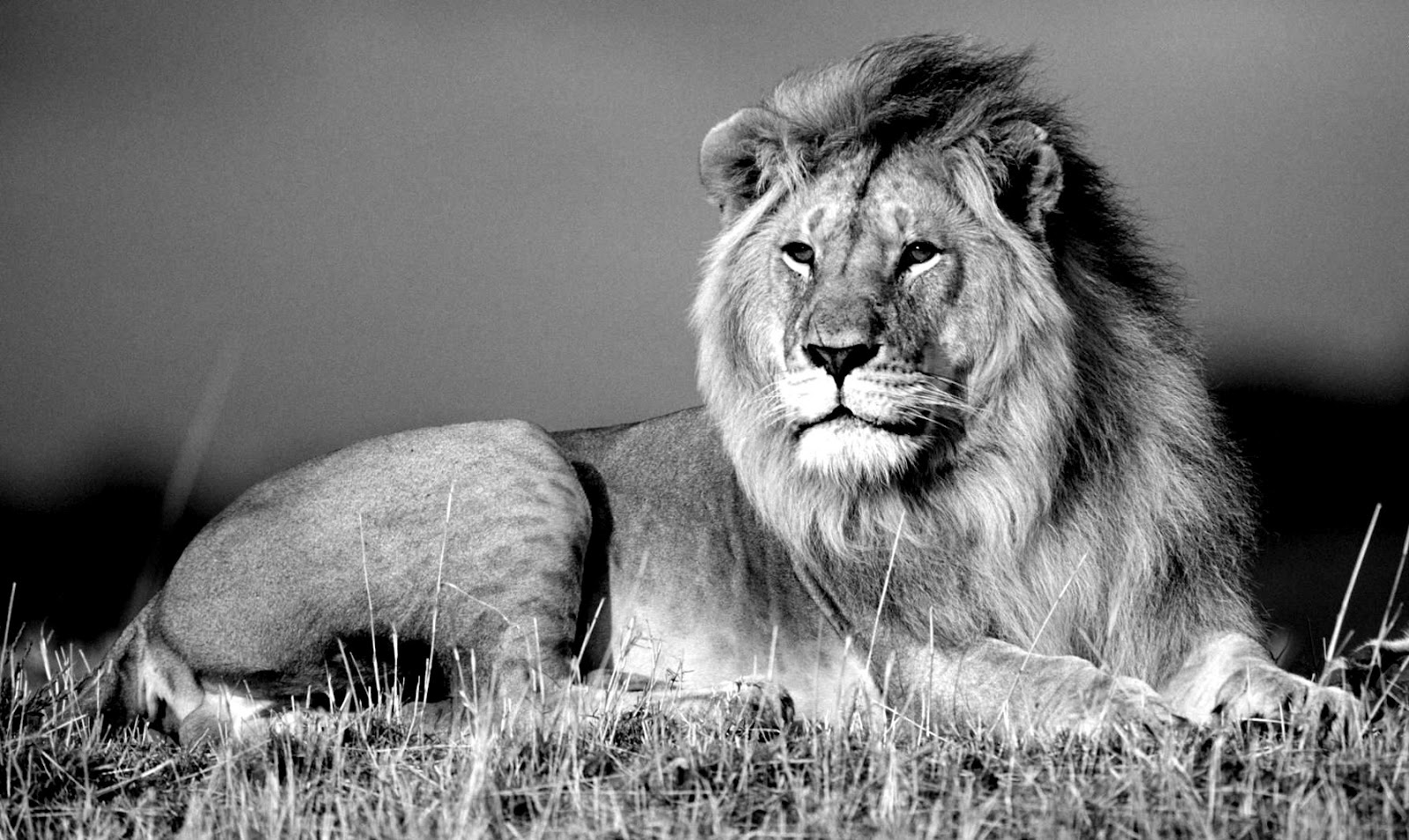 Jungle King Lion Black And White Wallpaper