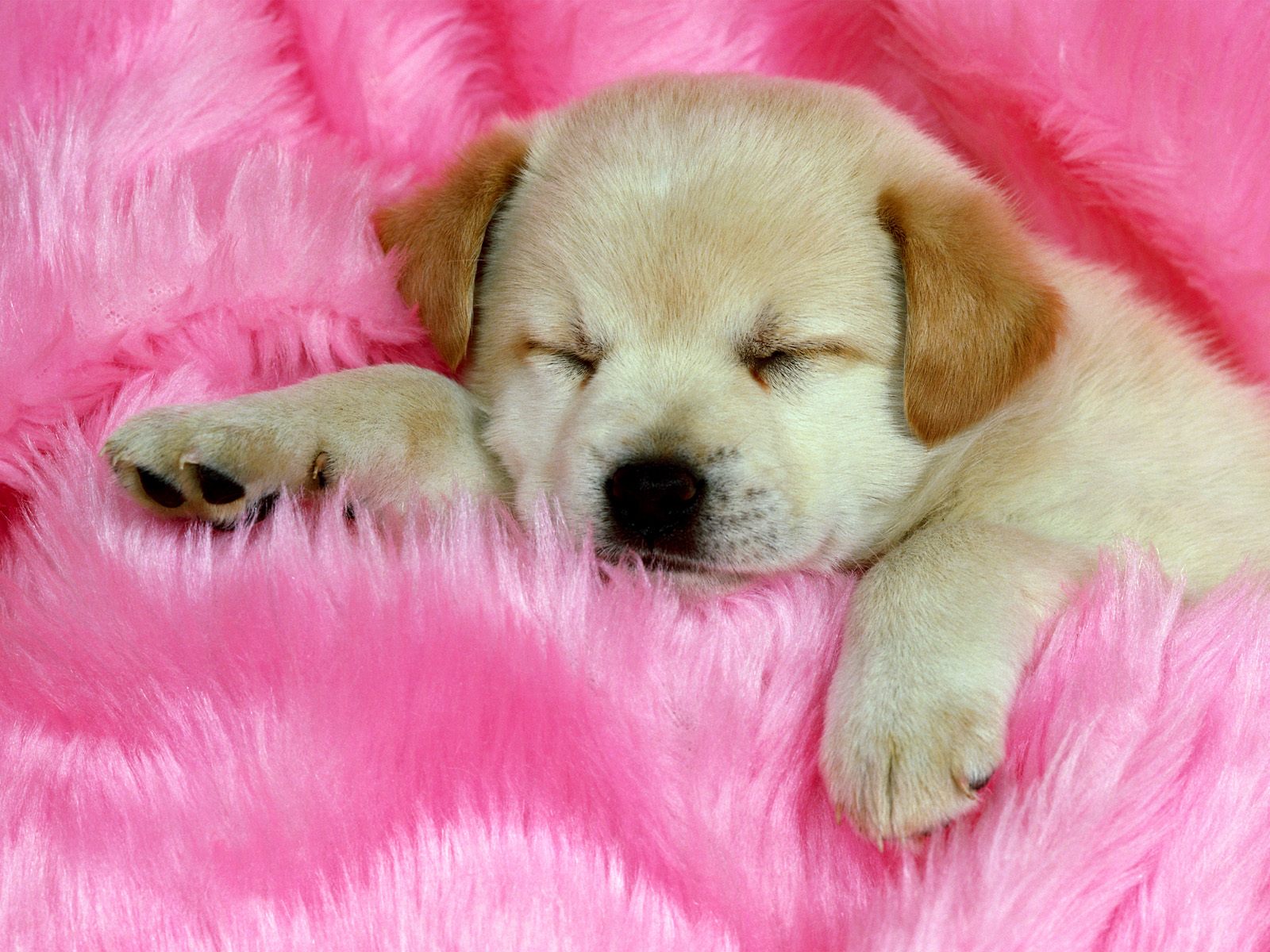 Adorable Golden Retriever Puppy Sleeping Peacefully on a Pink Blanket