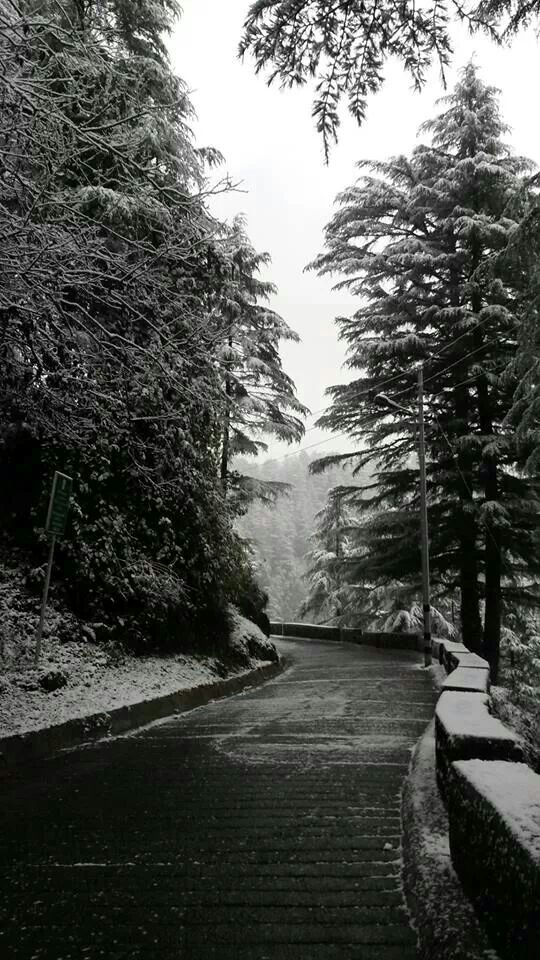 Mussoorie Dec Path To Lal Tibba Beautiful