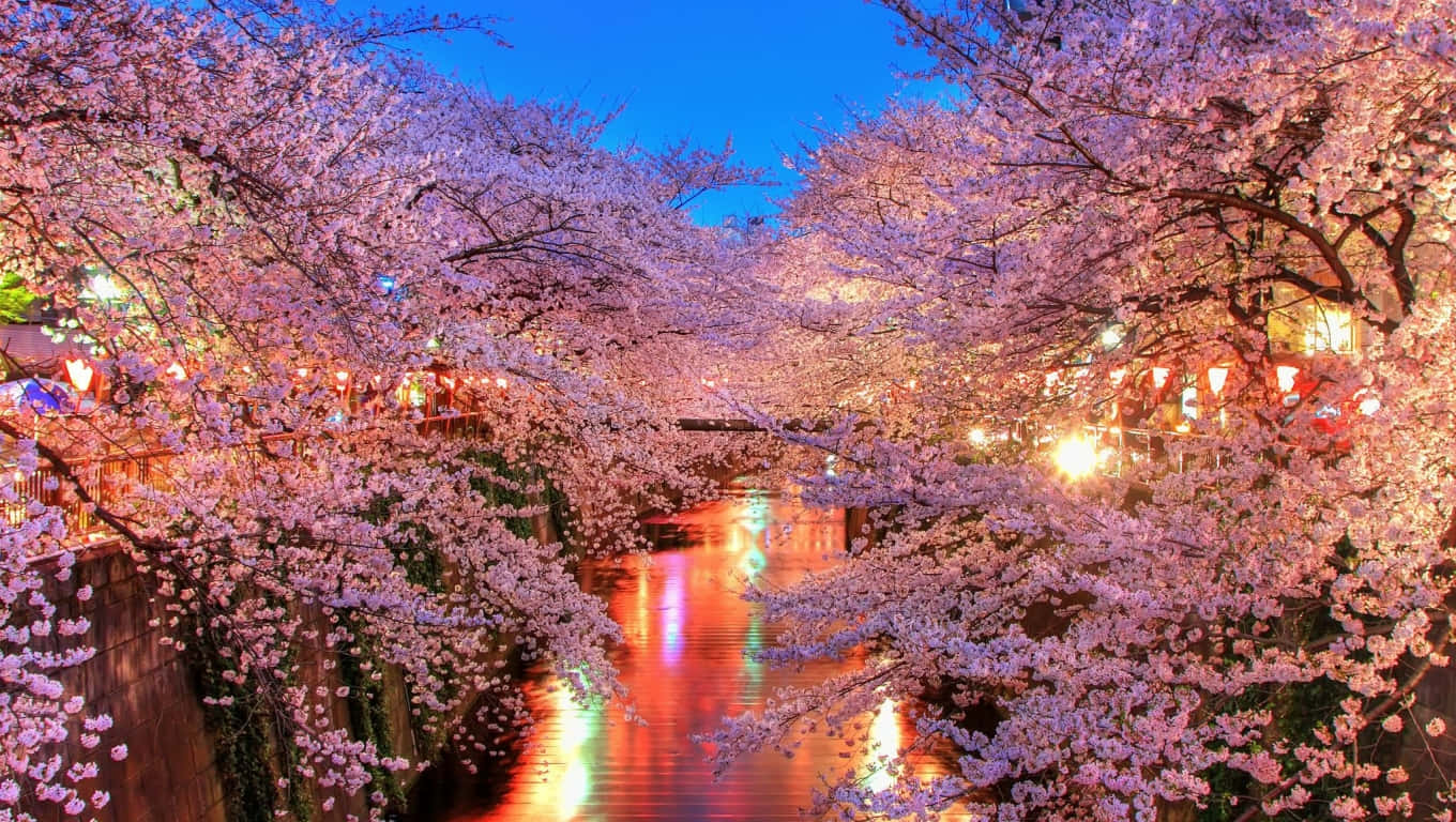 Sakura Pc Wallpaper
