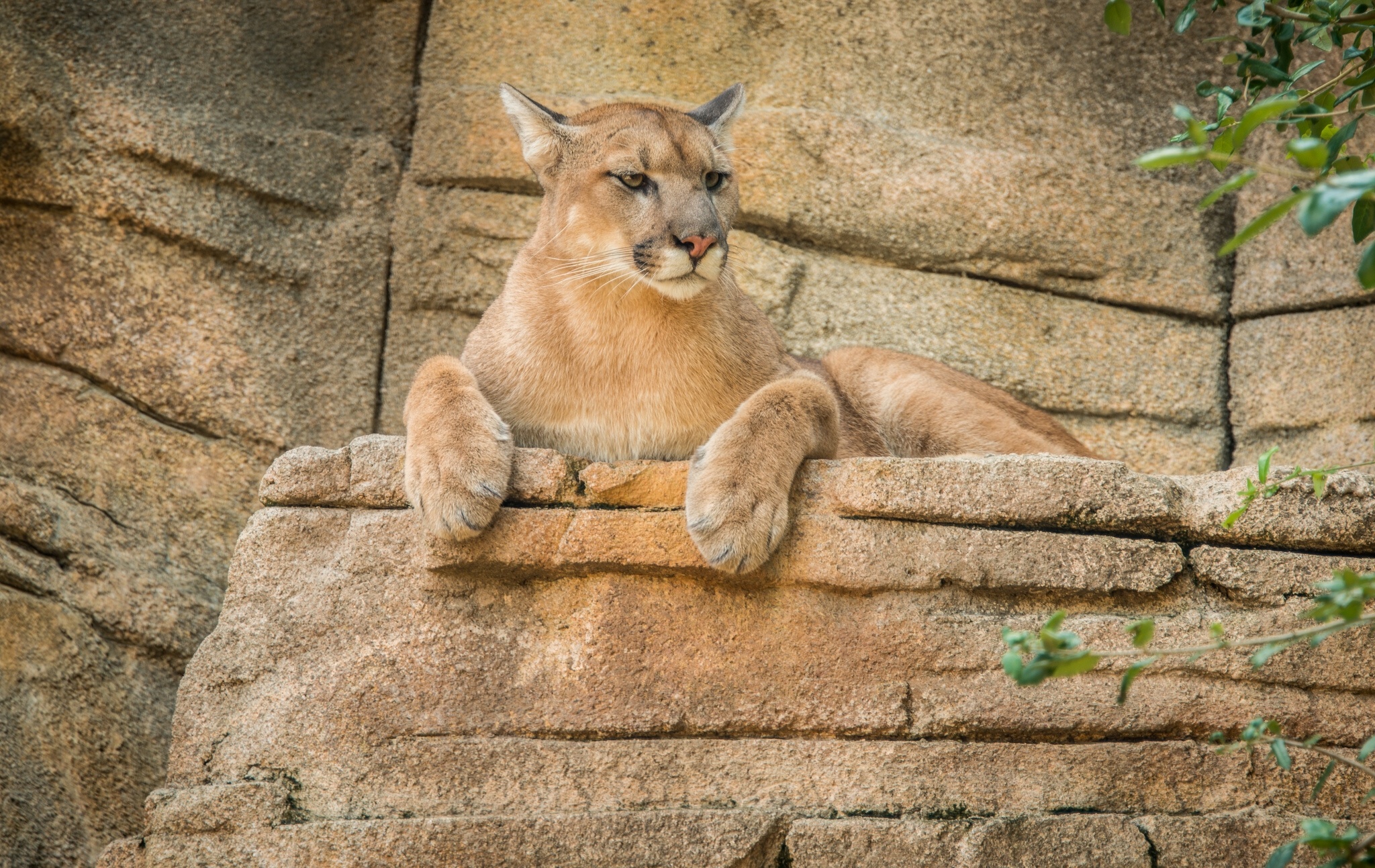 Animal Cougar Wallpaper