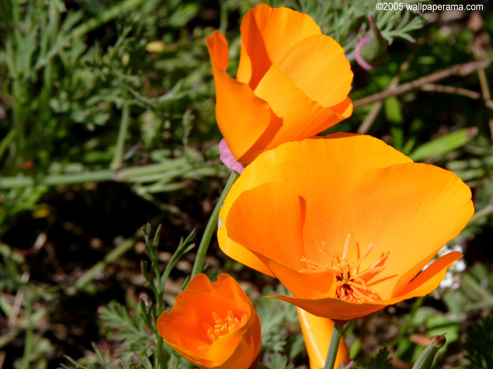 California Poppy Wallpaper HD Background Image Pictures