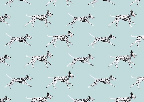 Dalmatian Wallpaper Portuguese Water Dogs Other Beasts