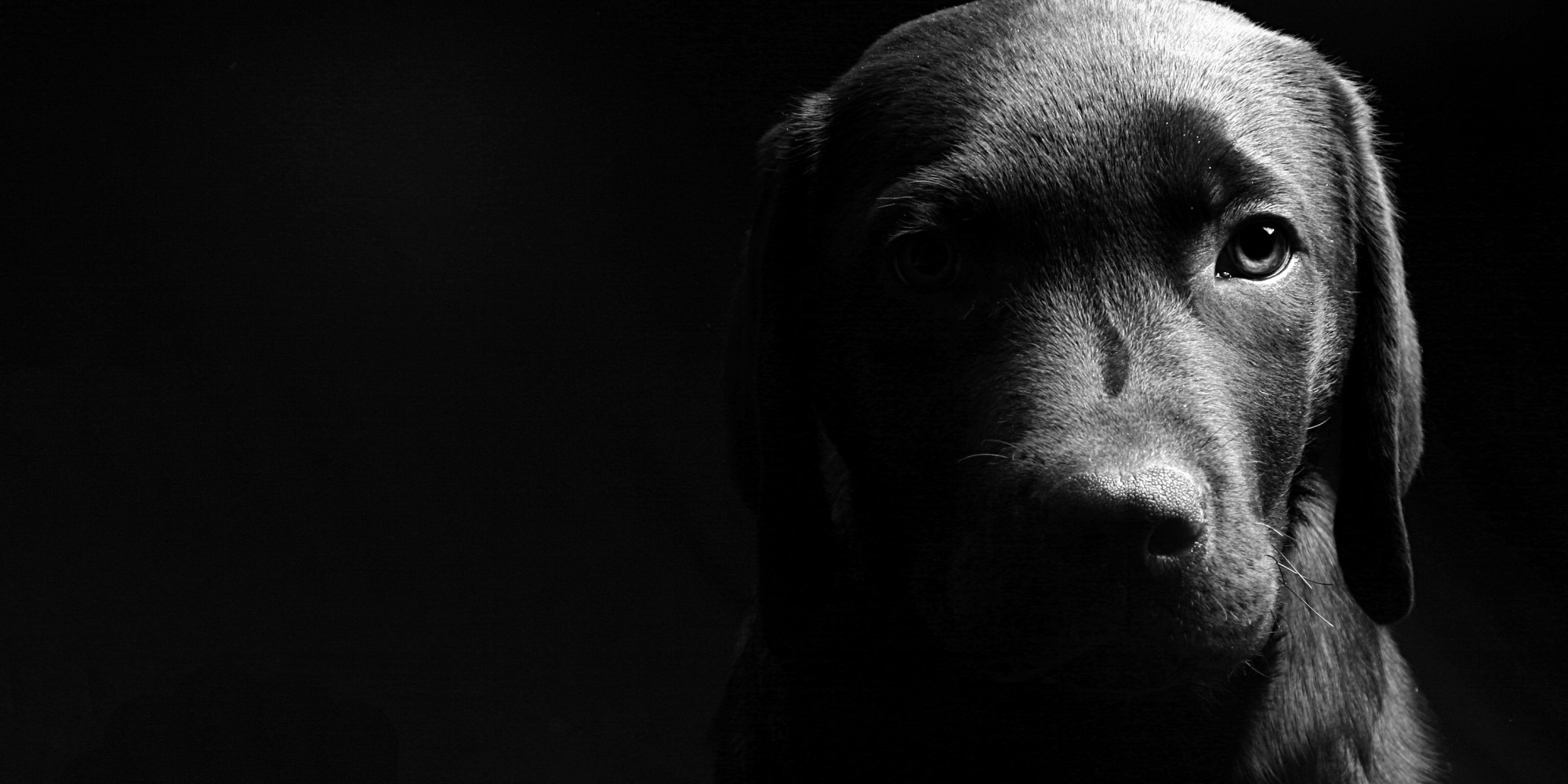 Beautiful Black Dog Full Screen Wallpaper Photos HD