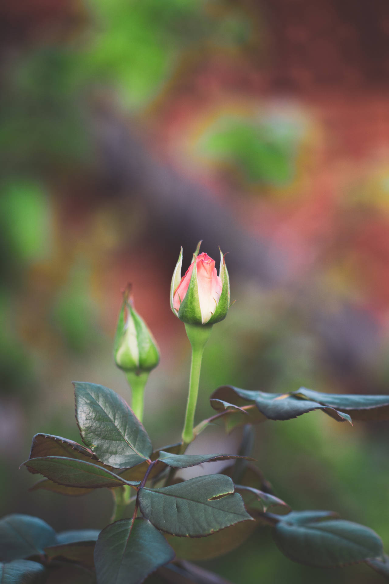 Top Rose iPhone Wallpaper Full HD 4k To Use