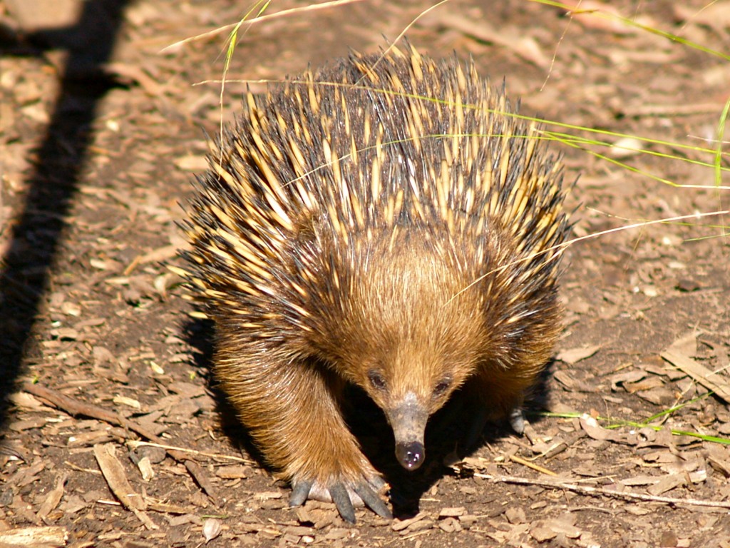 Spiny Anteater Wallpaper HD
