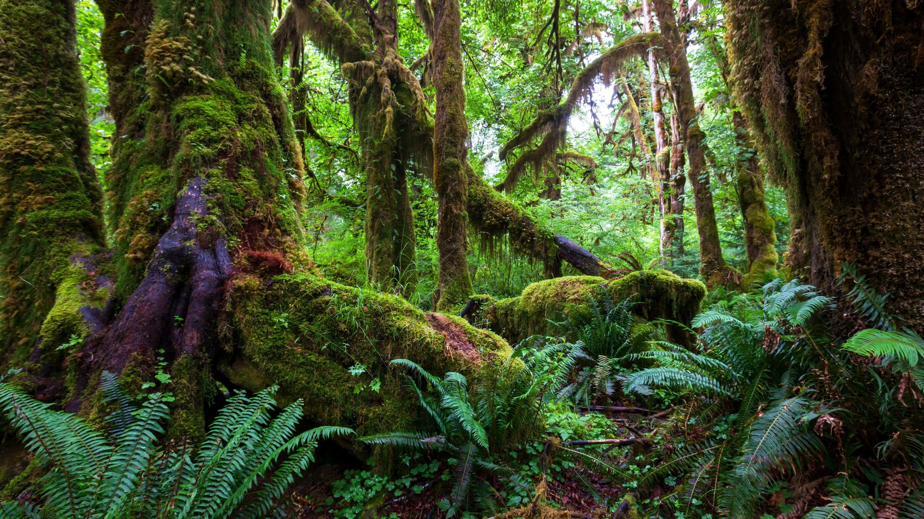 Jungle Wallpaper
