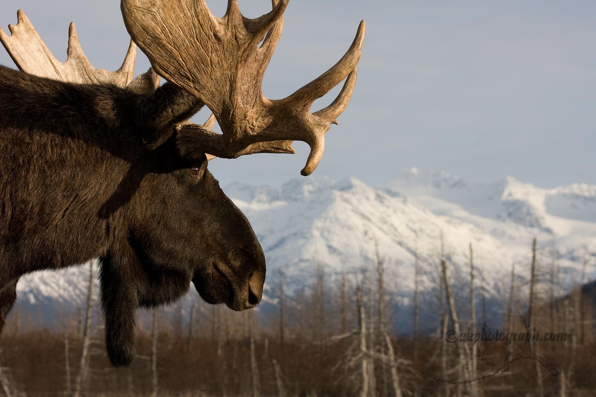 Moose Wallpaper HD